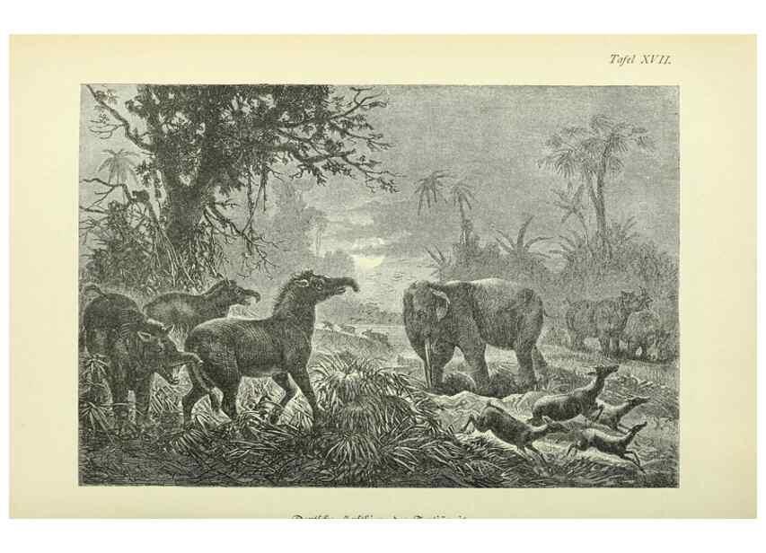 Reproducción/Reproduction 37373573025: Werden und vergehen.. Berlin :Gebrüder Borntraeger,1886.