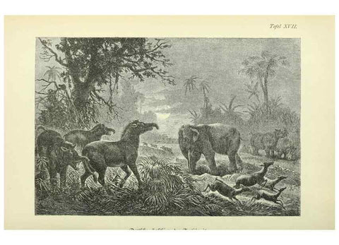 Reproducción/Reproduction 37373573025: Werden und vergehen.. Berlin :Gebrüder Borntraeger,1886.