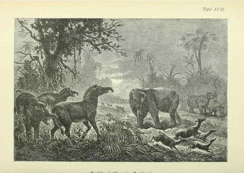 Reproducción/Reproduction 37373573025: Werden und vergehen.. Berlin :Gebrüder Borntraeger,1886.