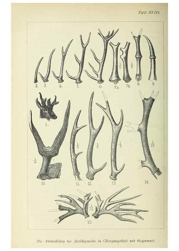 Reproducción/Reproduction 37373574315: Werden und vergehen.. Berlin :Gebrüder Borntraeger,1886.