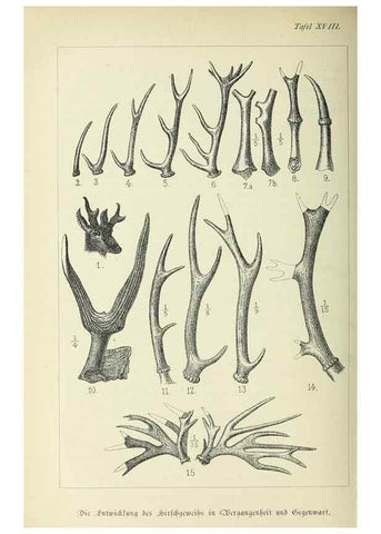 Reproducción/Reproduction 37373574315: Werden und vergehen.. Berlin :Gebrüder Borntraeger,1886.