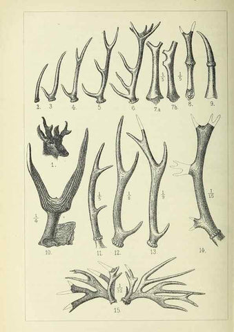 Reproducción/Reproduction 37373574315: Werden und vergehen.. Berlin :Gebrüder Borntraeger,1886.