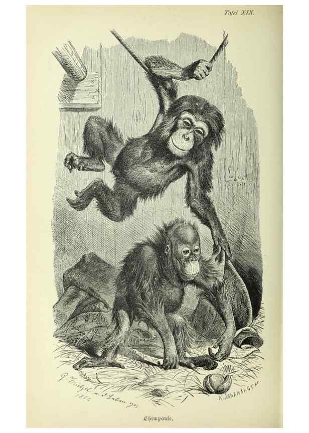 Reproducción/Reproduction 36561130613: Werden und vergehen.. Berlin :Gebrüder Borntraeger,1886.