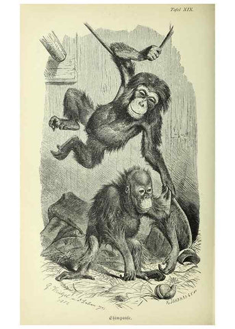 Reproducción/Reproduction 36561130613: Werden und vergehen.. Berlin :Gebrüder Borntraeger,1886.
