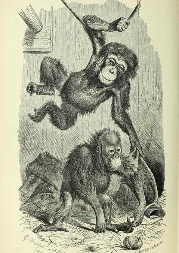 Reproducción/Reproduction 36561130613: Werden und vergehen.. Berlin :Gebrüder Borntraeger,1886.