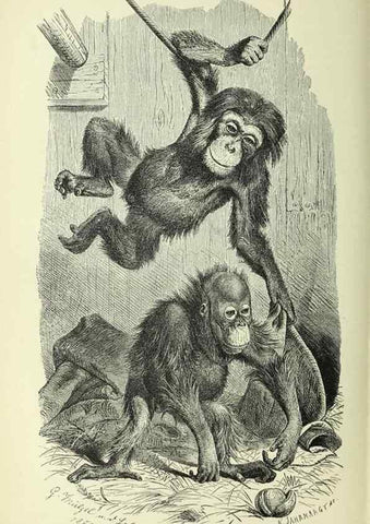 Reproducción/Reproduction 36561130613: Werden und vergehen.. Berlin :Gebrüder Borntraeger,1886.