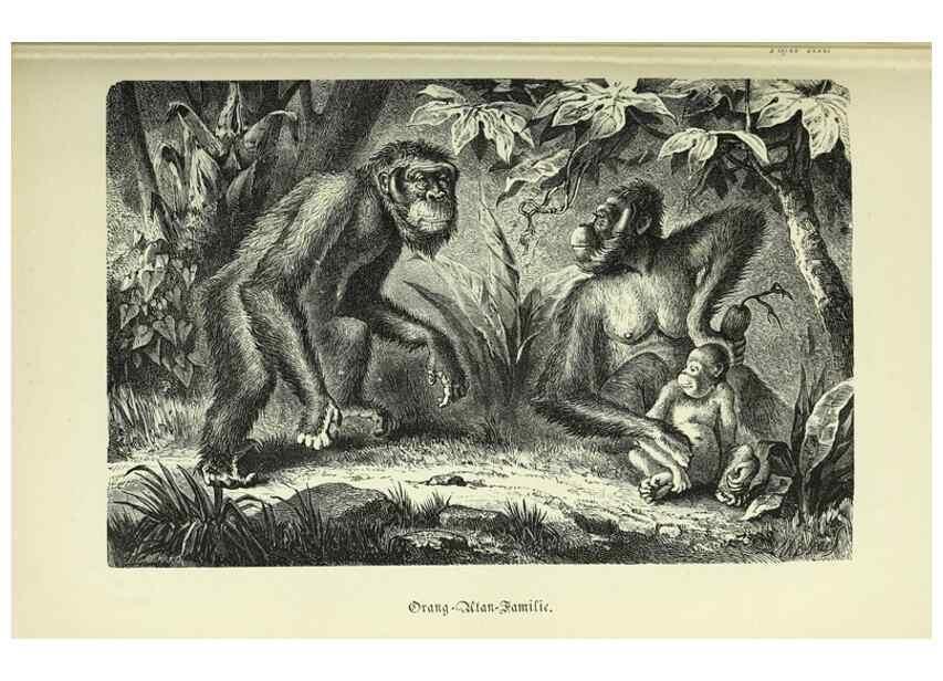 Reproducción/Reproduction 36561134633: Werden und vergehen.. Berlin :Gebrüder Borntraeger,1886.