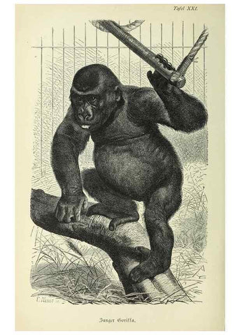 Reproducción/Reproduction 36561138903: Werden und vergehen.. Berlin :Gebrüder Borntraeger,1886.