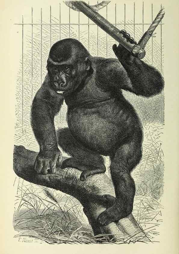 Reproducción/Reproduction 36561138903: Werden und vergehen.. Berlin :Gebrüder Borntraeger,1886.