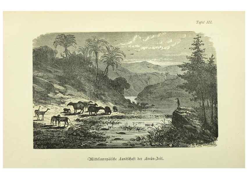 Reproducción/Reproduction 36976139890: Werden und vergehen.. Berlin :Gebrüder Borntraeger,1886.
