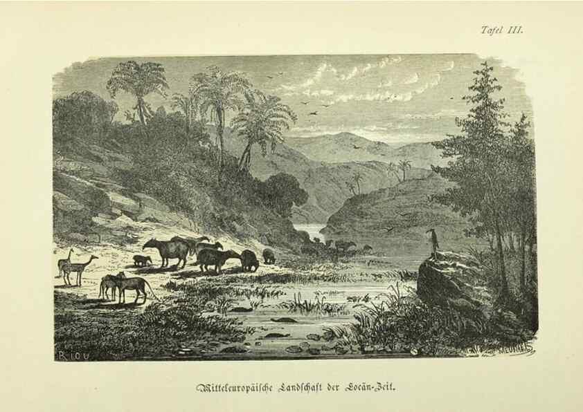 Reproducción/Reproduction 36976139890: Werden und vergehen.. Berlin :Gebrüder Borntraeger,1886.