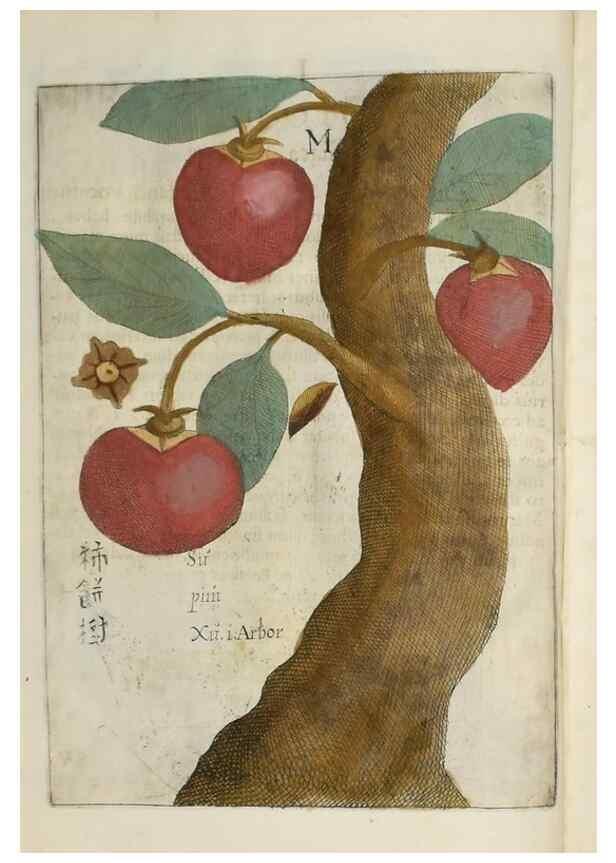 Reproducción/Reproduction 37038537982: Flora sinensis,. Viennae, Austriae,Typis M. Rictij,1656.