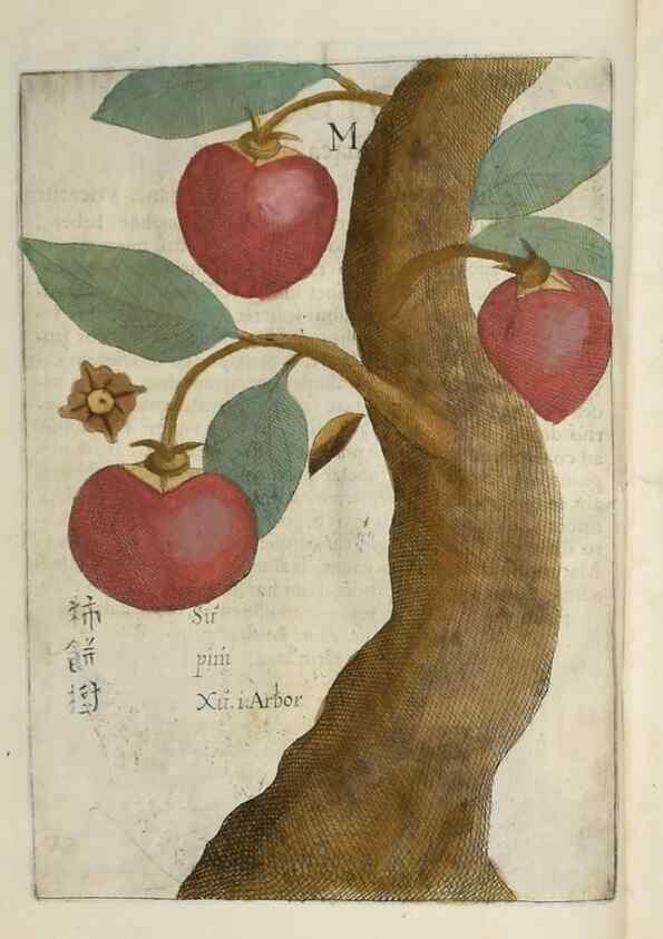 Reproducción/Reproduction 37038537982: Flora sinensis,. Viennae, Austriae,Typis M. Rictij,1656.