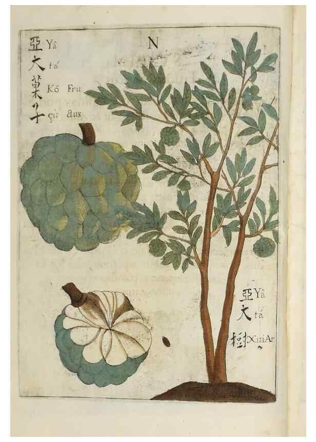 Reproducción/Reproduction 37038539612: Flora sinensis,. Viennae, Austriae,Typis M. Rictij,1656.