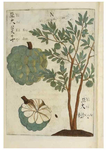 Reproducción/Reproduction 37038539612: Flora sinensis,. Viennae, Austriae,Typis M. Rictij,1656.