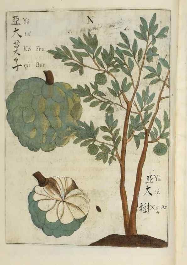 Reproducción/Reproduction 37038539612: Flora sinensis,. Viennae, Austriae,Typis M. Rictij,1656.