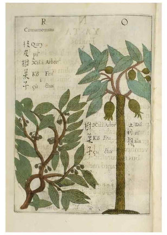 Reproducción/Reproduction 37068176691: Flora sinensis,. Viennae, Austriae,Typis M. Rictij,1656.