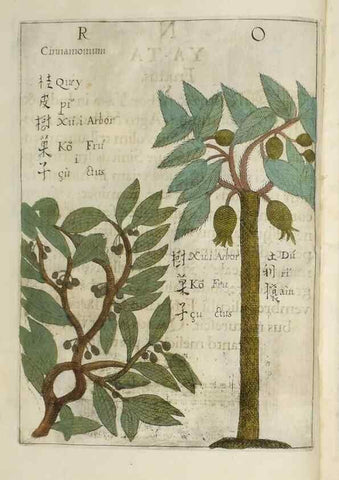 Reproducción/Reproduction 37068176691: Flora sinensis,. Viennae, Austriae,Typis M. Rictij,1656.