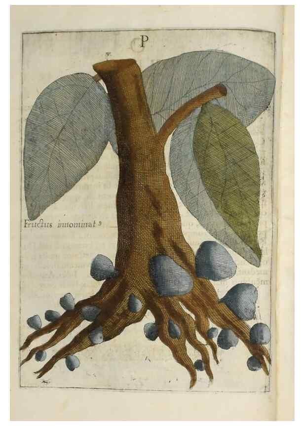 Reproducción/Reproduction 37210637835: Flora sinensis,. Viennae, Austriae,Typis M. Rictij,1656.