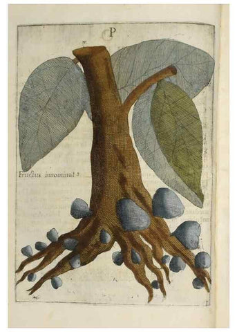 Reproducción/Reproduction 37210637835: Flora sinensis,. Viennae, Austriae,Typis M. Rictij,1656.