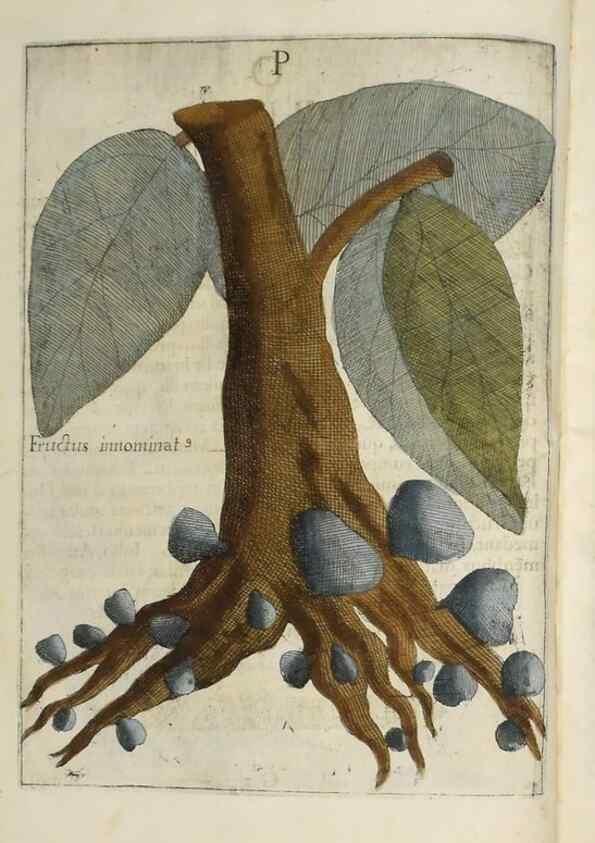 Reproducción/Reproduction 37210637835: Flora sinensis,. Viennae, Austriae,Typis M. Rictij,1656.