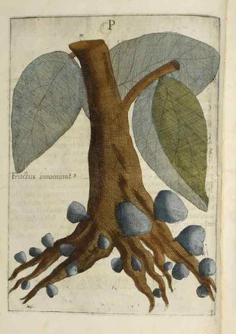 Reproducción/Reproduction 37210637835: Flora sinensis,. Viennae, Austriae,Typis M. Rictij,1656.