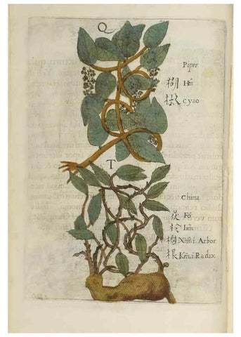 Reproducción/Reproduction 37210639745: Flora sinensis,. Viennae, Austriae,Typis M. Rictij,1656.