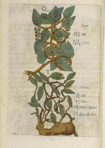 Reproducción/Reproduction 37210639745: Flora sinensis,. Viennae, Austriae,Typis M. Rictij,1656.