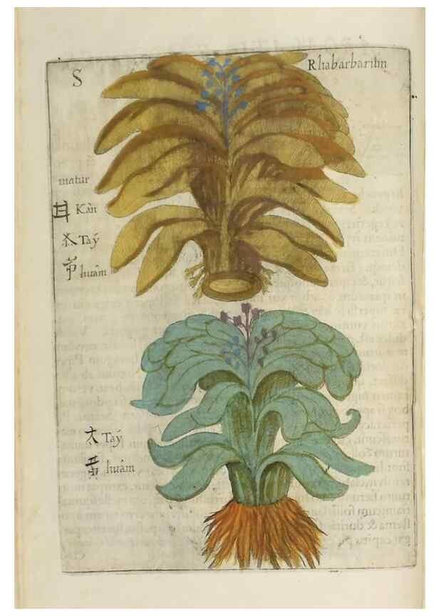Reproducción/Reproduction 37020343966: Flora sinensis,. Viennae, Austriae,Typis M. Rictij,1656.
