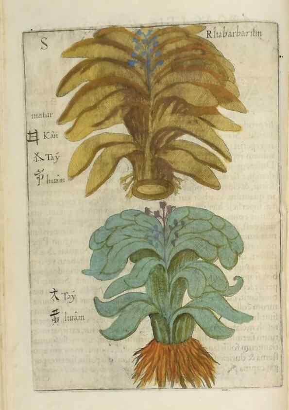Reproducción/Reproduction 37020343966: Flora sinensis,. Viennae, Austriae,Typis M. Rictij,1656.