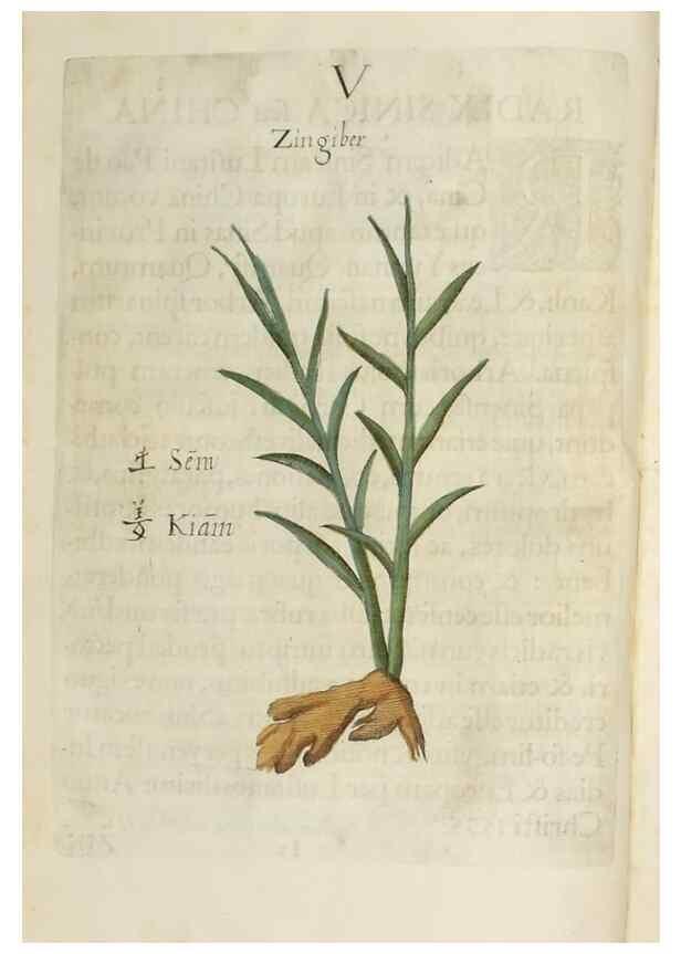 Reproducción/Reproduction 37020344526: Flora sinensis,. Viennae, Austriae,Typis M. Rictij,1656.