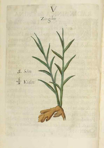 Reproducción/Reproduction 37020344526: Flora sinensis,. Viennae, Austriae,Typis M. Rictij,1656.