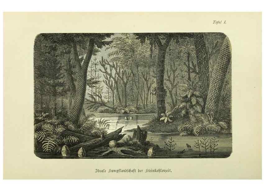 Reproducción/Reproduction 36976136360: Werden und vergehen.. Berlin :Gebrüder Borntraeger,1886.