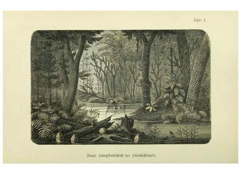 Reproducción/Reproduction 36976136360: Werden und vergehen.. Berlin :Gebrüder Borntraeger,1886.
