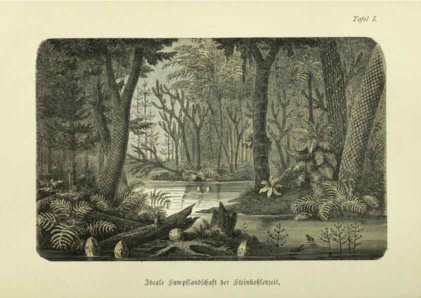 Reproducción/Reproduction 36976136360: Werden und vergehen.. Berlin :Gebrüder Borntraeger,1886.