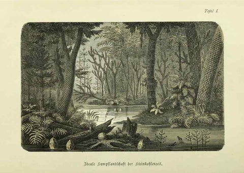 Reproducción/Reproduction 36976136360: Werden und vergehen.. Berlin :Gebrüder Borntraeger,1886.