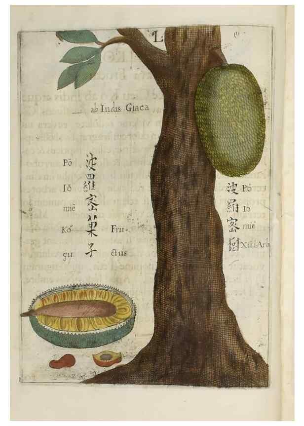 Reproducción/Reproduction 37038536232: Flora sinensis,. Viennae, Austriae,Typis M. Rictij,1656.