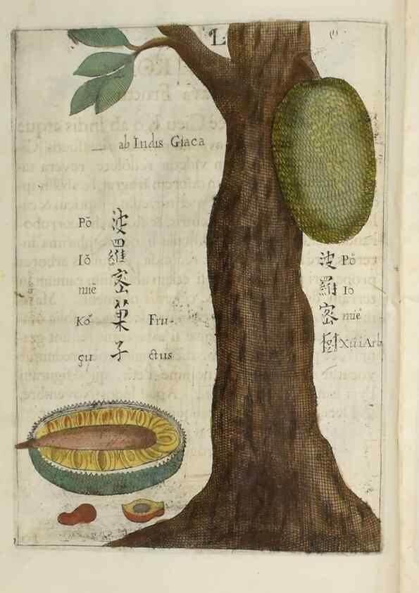 Reproducción/Reproduction 37038536232: Flora sinensis,. Viennae, Austriae,Typis M. Rictij,1656.