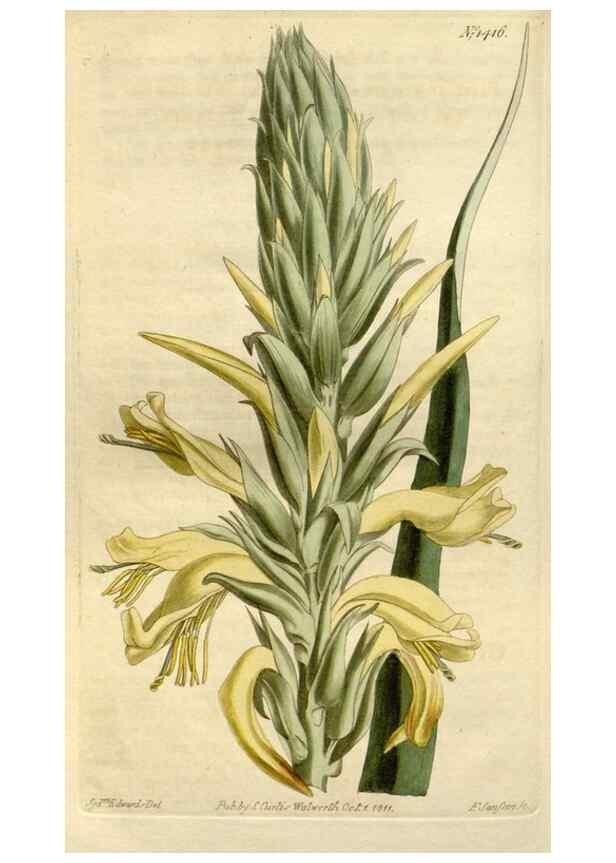 Reproducción/Reproduction 23755755548: Curtis's botanical magazine.. London ; New York [etc.] :Academic Press [etc.]. 