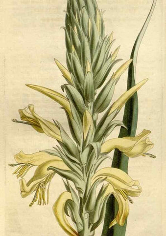 Reproducción/Reproduction 23755755548: Curtis's botanical magazine.. London ; New York [etc.] :Academic Press [etc.]. 