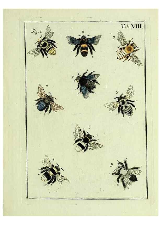 Reproducción/Reproduction 37570384106: Naturgeschichte, Klassification und Nomenclatur der Insekten vom Bienen, Wespen und Ameisengeschlecht :. Frankfurt am Main :in der Hermannischen Buchhandlung,1791.. 
