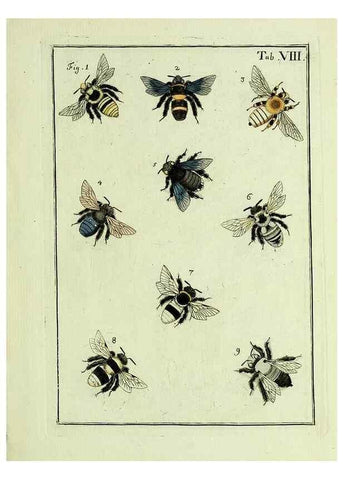 Reproducción/Reproduction 37570384106: Naturgeschichte, Klassification und Nomenclatur der Insekten vom Bienen, Wespen und Ameisengeschlecht :. Frankfurt am Main :in der Hermannischen Buchhandlung,1791.. 