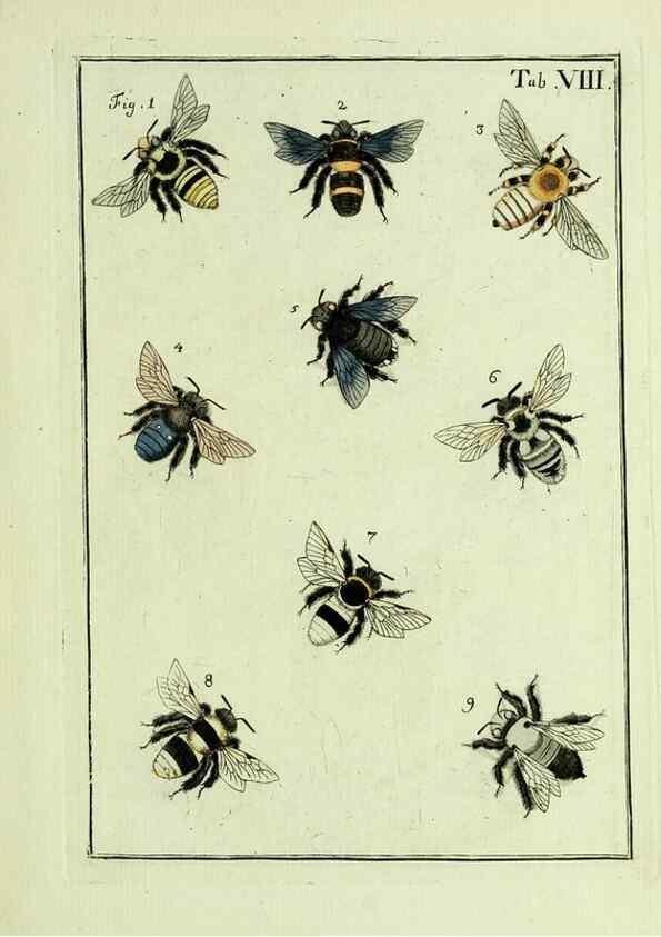 Reproducción/Reproduction 37570384106: Naturgeschichte, Klassification und Nomenclatur der Insekten vom Bienen, Wespen und Ameisengeschlecht :. Frankfurt am Main :in der Hermannischen Buchhandlung,1791.. 