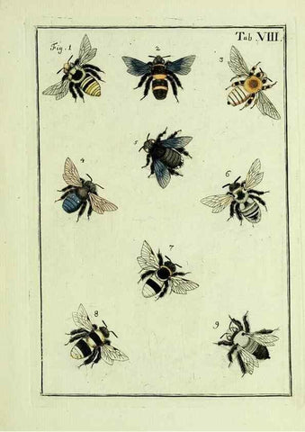 Reproducción/Reproduction 37570384106: Naturgeschichte, Klassification und Nomenclatur der Insekten vom Bienen, Wespen und Ameisengeschlecht :. Frankfurt am Main :in der Hermannischen Buchhandlung,1791.. 