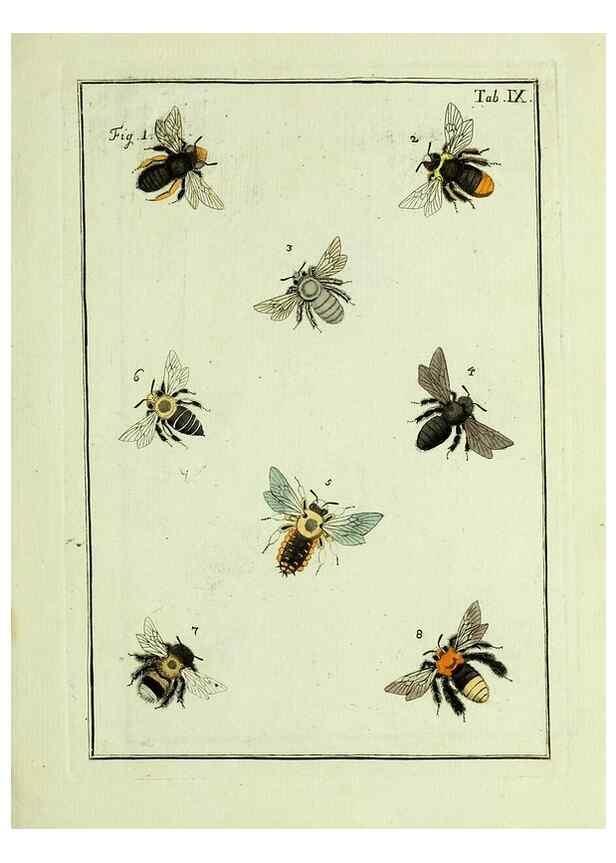 Reproducción/Reproduction 37586821342: Naturgeschichte, Klassification und Nomenclatur der Insekten vom Bienen, Wespen und Ameisengeschlecht :. Frankfurt am Main :in der Hermannischen Buchhandlung,1791.. 