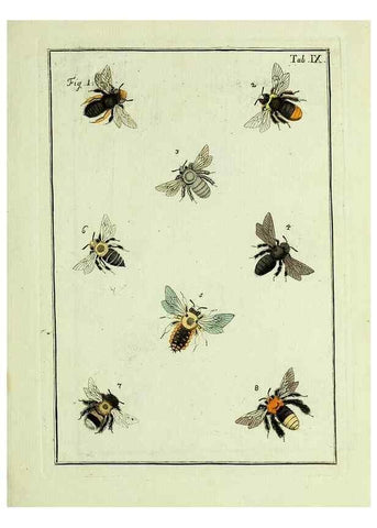 Reproducción/Reproduction 37586821342: Naturgeschichte, Klassification und Nomenclatur der Insekten vom Bienen, Wespen und Ameisengeschlecht :. Frankfurt am Main :in der Hermannischen Buchhandlung,1791.. 