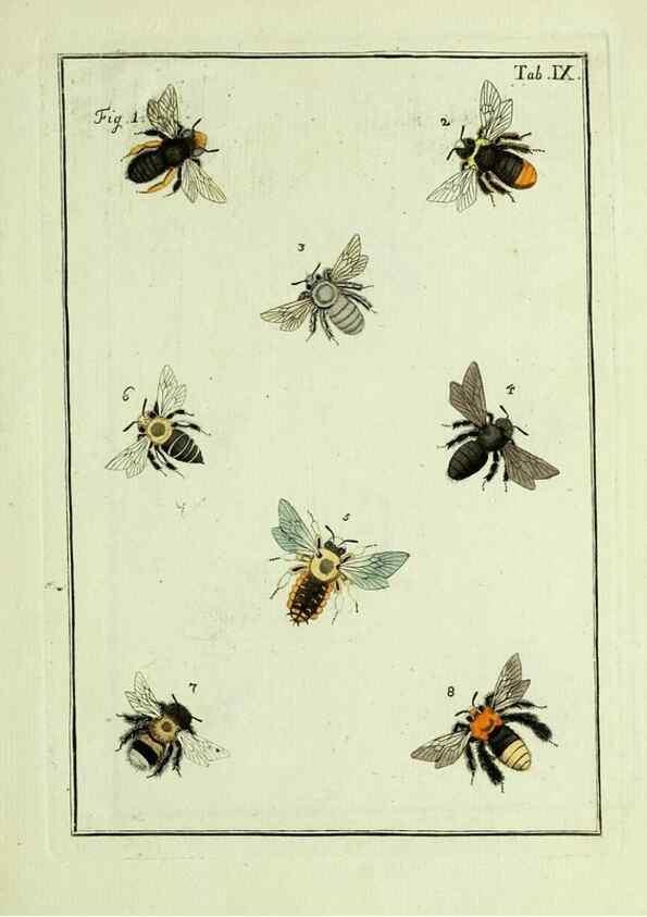 Reproducción/Reproduction 37586821342: Naturgeschichte, Klassification und Nomenclatur der Insekten vom Bienen, Wespen und Ameisengeschlecht :. Frankfurt am Main :in der Hermannischen Buchhandlung,1791.. 