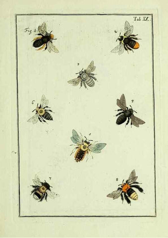 Reproducción/Reproduction 37586821342: Naturgeschichte, Klassification und Nomenclatur der Insekten vom Bienen, Wespen und Ameisengeschlecht :. Frankfurt am Main :in der Hermannischen Buchhandlung,1791.. 