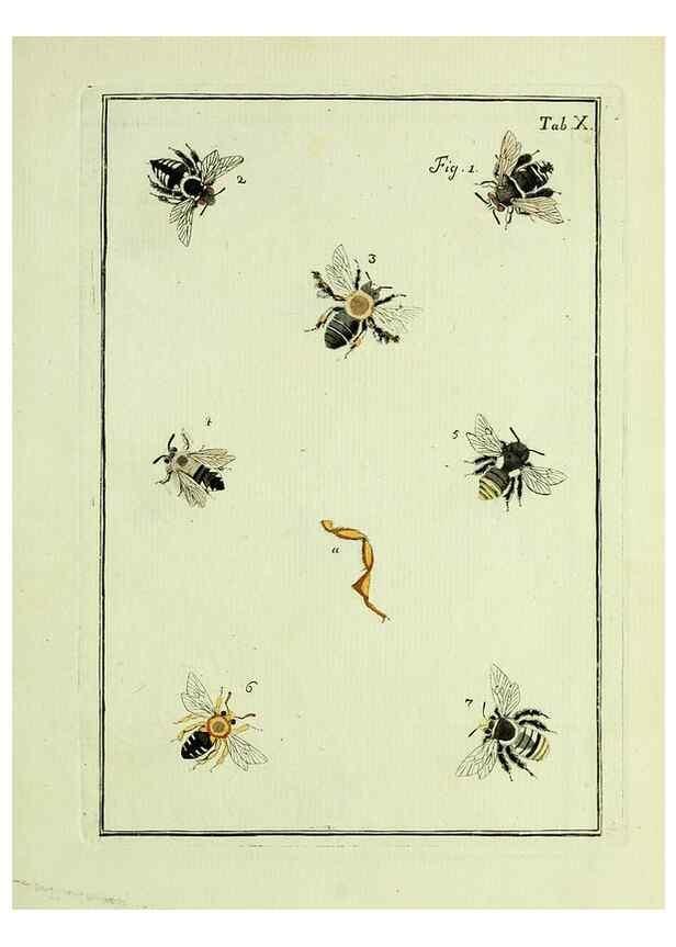 Reproducción/Reproduction 37586825532: Naturgeschichte, Klassification und Nomenclatur der Insekten vom Bienen, Wespen und Ameisengeschlecht :. Frankfurt am Main :in der Hermannischen Buchhandlung,1791.. 