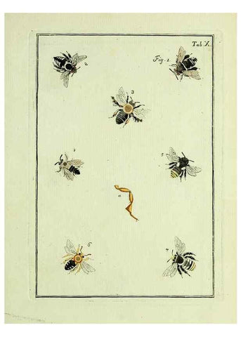 Reproducción/Reproduction 37586825532: Naturgeschichte, Klassification und Nomenclatur der Insekten vom Bienen, Wespen und Ameisengeschlecht :. Frankfurt am Main :in der Hermannischen Buchhandlung,1791.. 